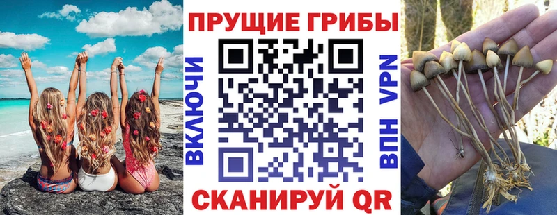 Псилоцибиновые грибы Psilocybe даркнет Telegram Отрадная наркотики